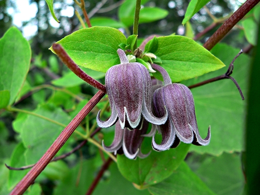 {Clematis sp}